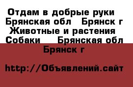 Отдам в добрые руки - Брянская обл., Брянск г. Животные и растения » Собаки   . Брянская обл.,Брянск г.